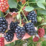 Фото ухода за садовой ежевикой на зиму