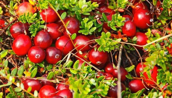 Фото выращивания клюквы