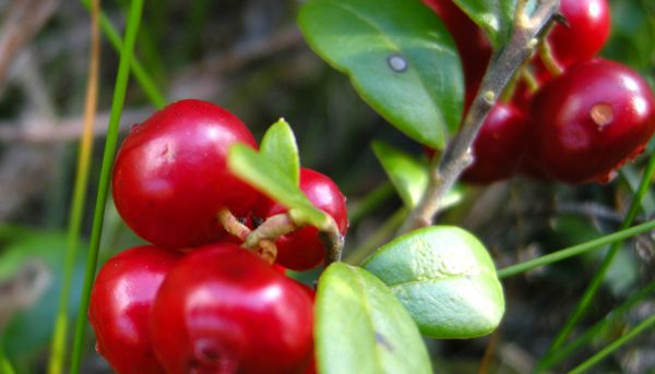 Фото садовой клюквы