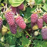 Фото ежемалины из подмосковья