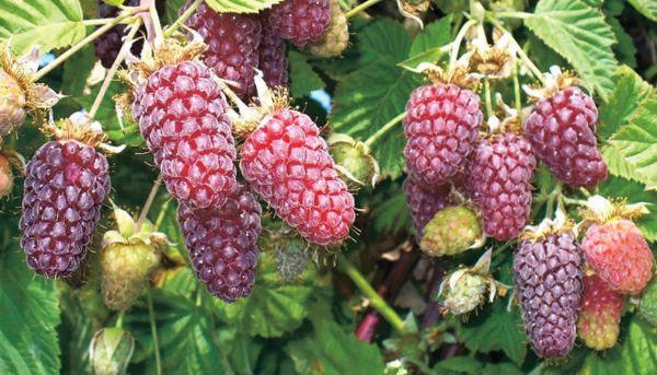 Фото ежемалины из подмосковья