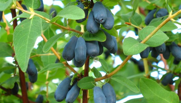 Фото новых сортов жимолости