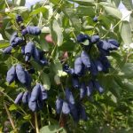 Фото урожайных сортов жимолости