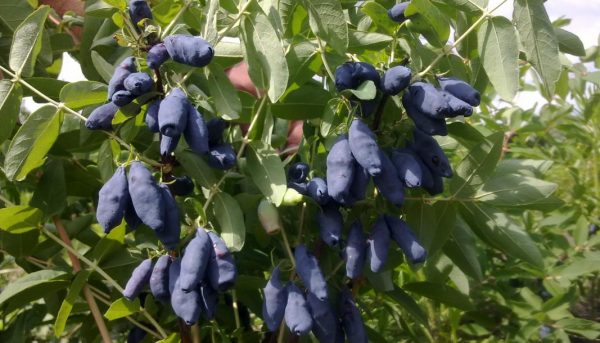 Фото урожайных сортов жимолости