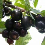 Фото крупной смородины после обрезки