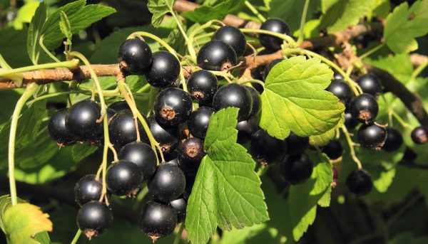 Фото посаженной черной смородины