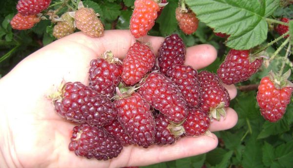 Фото красной ежемалины