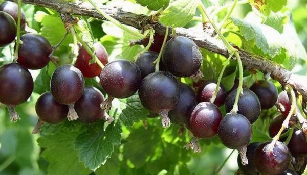 Фото ягоды йошты, ее выращивание и уход