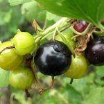 Фото правильного уход и обрезки йошты