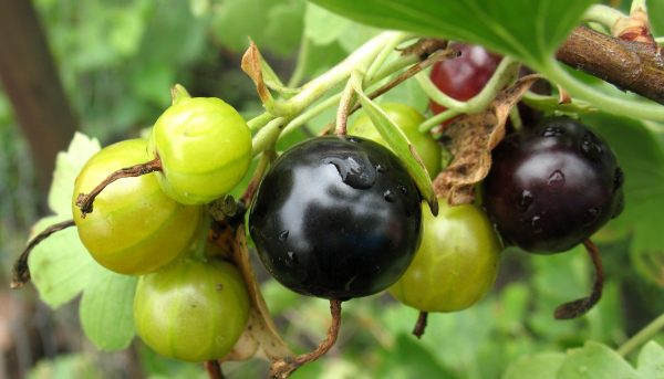 Фото правильного уход и обрезки йошты