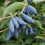 Фото ягоды жимолости съедобной