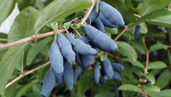 Фото ягоды жимолости съедобной