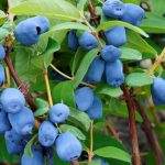 Фото целебных свойств жимолости