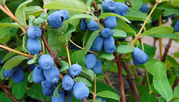 Фото целебных свойств жимолости