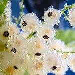 Фото белой смородины