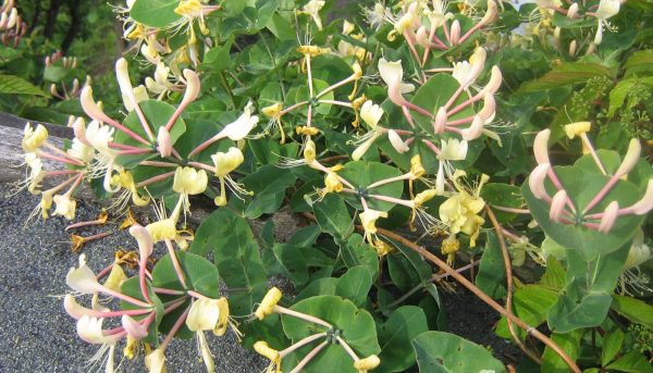 Фото черенкования саженцев жимолости