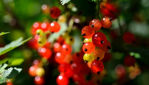 Фото декоративных сортов смородины