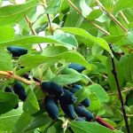 Фото декоративных сортов жимолости