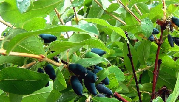 Фото декоративных сортов жимолости