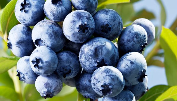 Фото выращивания голубики