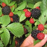 Фото ягод ежемалины