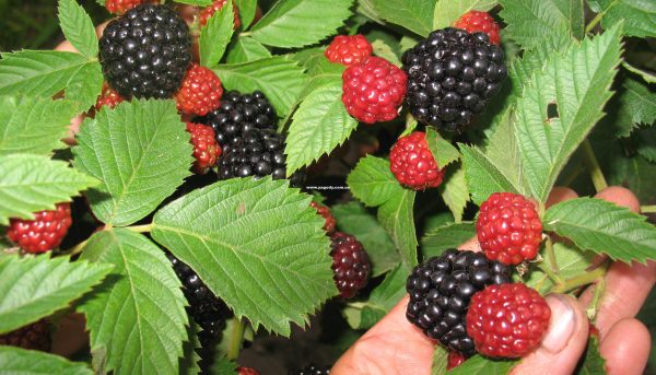 Фото ягод ежемалины