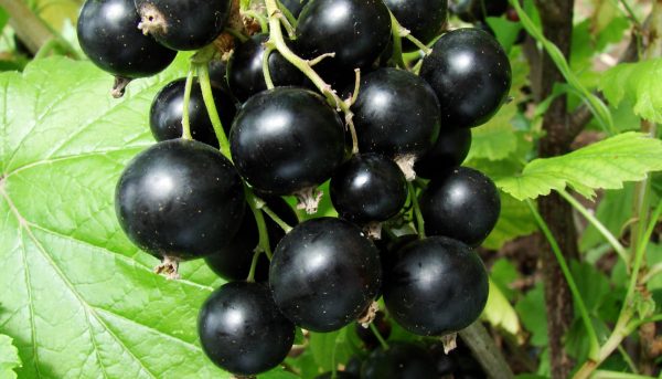 Фото новых сортов смородины