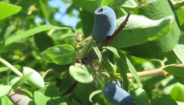 Фото сортов неосыпающейся жимолости