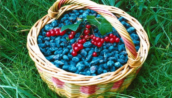 Фото урожая жимолости в корзинке