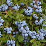 Фото зимостойких сортов голубики