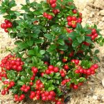 Фото способов размножения брусники