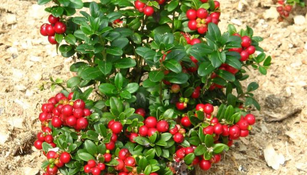 Фото способов размножения брусники