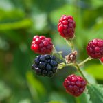 Фото сбора урожая ежевики